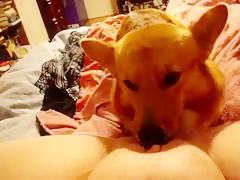 Hot blonde lets her dog licks her pussy in webcam