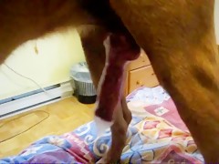 Dog knotting and cum dripping