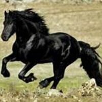 morenozoo's Avatar