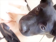 guau sex