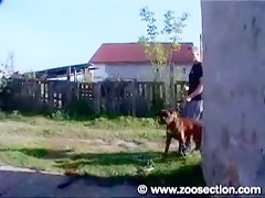 Boxer dog fucks with couple 