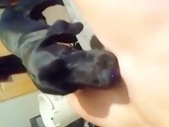 Dog lick pussy