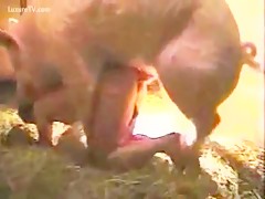 porky revenge