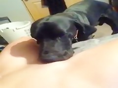 obedient puppy