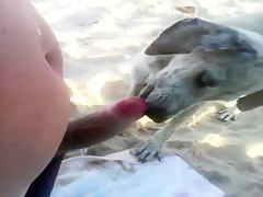 Dog blow my dick